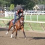 79   Exercising the Thoroughbreds   3