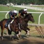 84   Exercising the Thoroughbreds   8