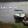 62   Boats  Dock  Swans